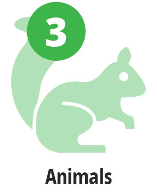 Animals picture of an animal