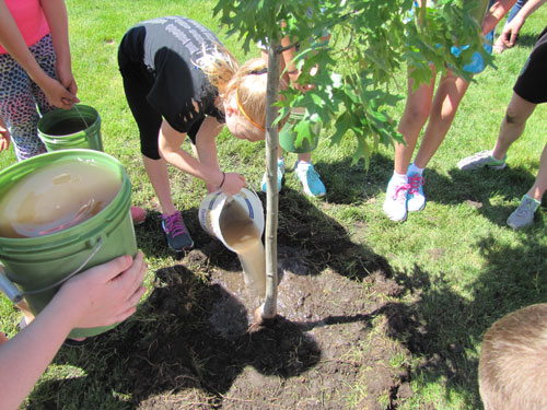 TreeTrust2