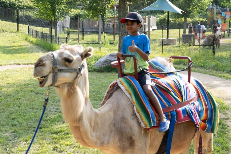 Zoo Camel with Kid